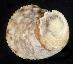 Hybochelus