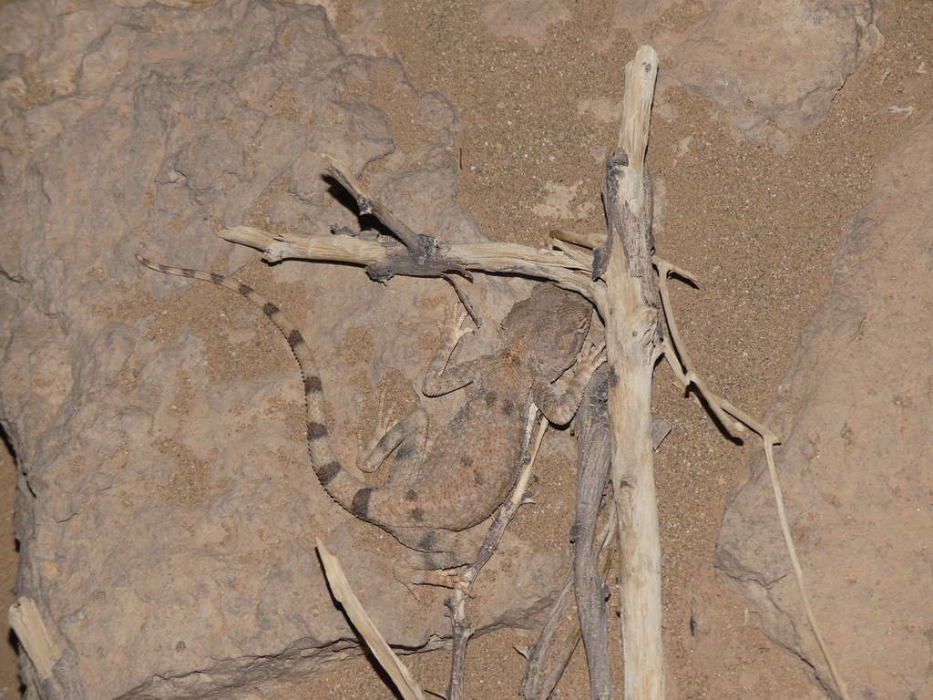 Böhme's Agama