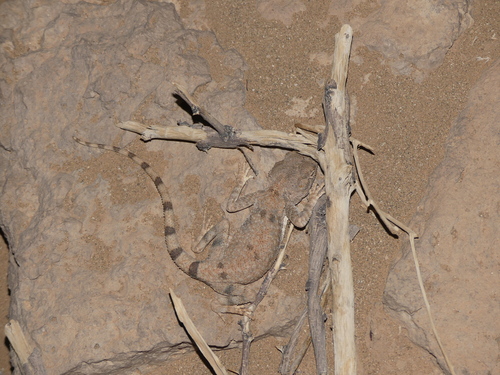 Trapelus boehmei