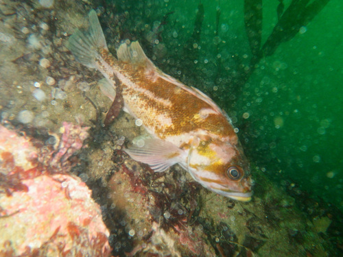 Copper Rockfish