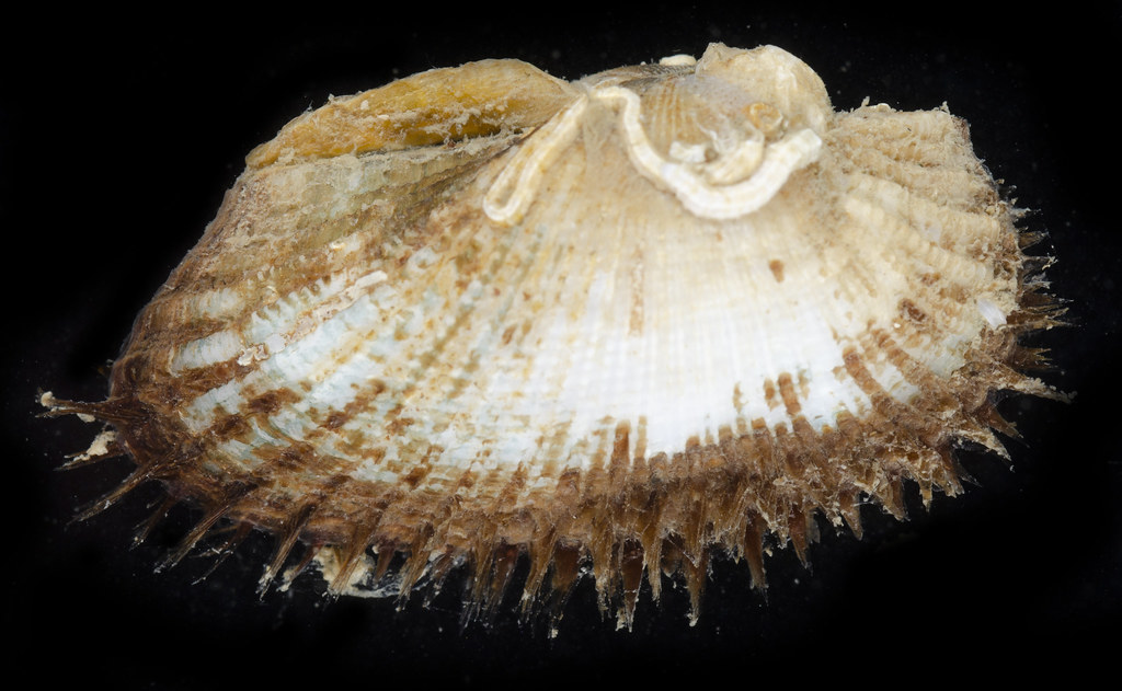 Mesocibota