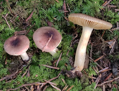 Russula puellaris