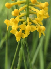 Platanthera integra