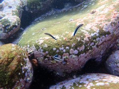 Aspidontus taeniatus