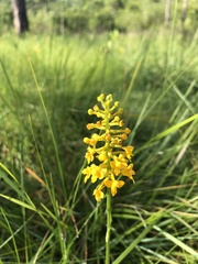 Platanthera integra