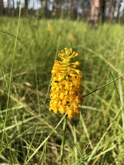 Platanthera integra
