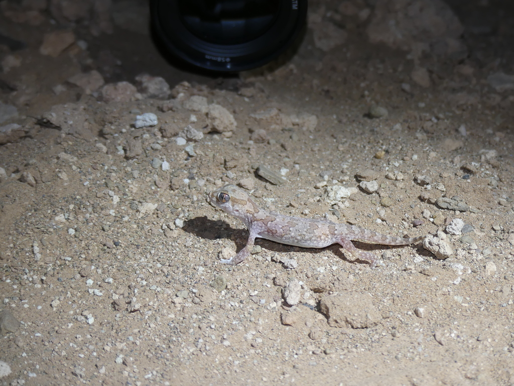 Northern Elegant Gecko