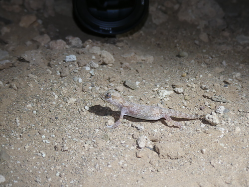 Stenodactylus mauritanicus