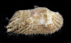 Mesocibota bistrigata