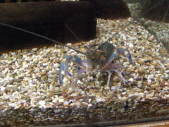 Cherax quadricarinatus