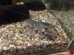 Cherax quadricarinatus