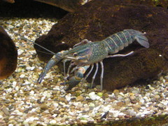 Cherax quadricarinatus