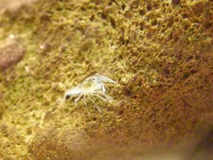Cherax quadricarinatus