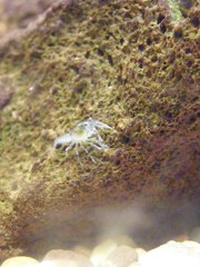 Cherax quadricarinatus