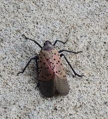 Lycorma delicatula