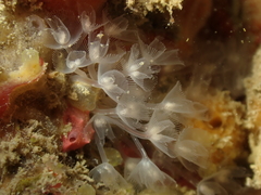 Phoronis