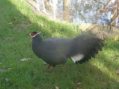 Crossoptilon auritum