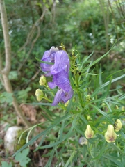 Aconitum angustifolium