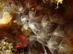 Phoronis