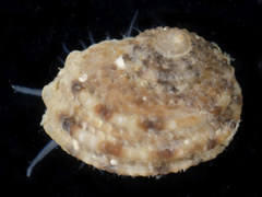 Hybochelus