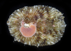 Patelloida pygmaea image