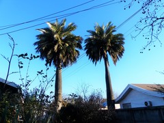 Jubaea chilensis