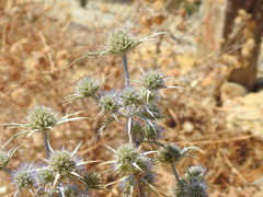 Eryngium dilatatum