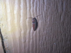 Dicrepidius palmatus