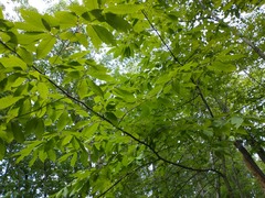 Dryocosmus kuriphilus