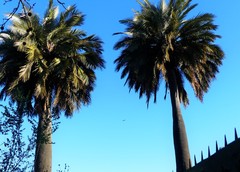 Jubaea chilensis