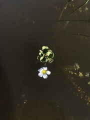 Oxalis natans