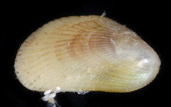 Brachidontes