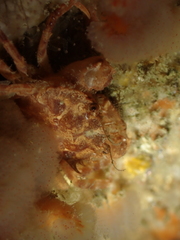 Liocarcinus navigator