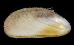 Brachidontes