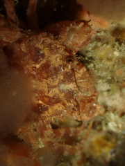 Liocarcinus navigator