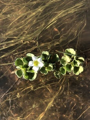 Oxalis natans