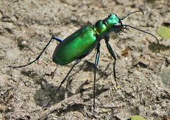 Cicindela denikei