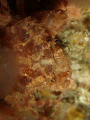 Liocarcinus navigator