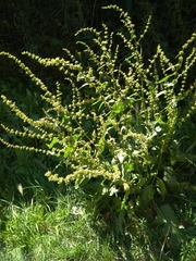 Rumex obtusifolius