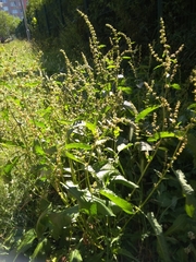 Rumex obtusifolius