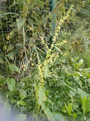 Rumex obtusifolius
