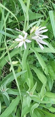 Anthericum liliago