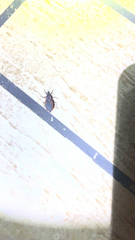Triatoma sanguisuga
