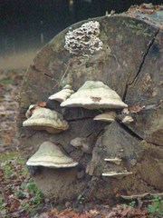 Fomes fomentarius
