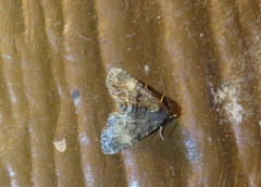 Metalectra richardsi