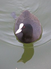 Fulica atra