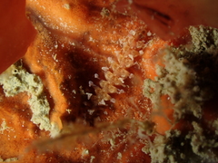 Amblyosyllis spectabilis