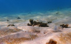 Platycephalus caeruleopunctatus