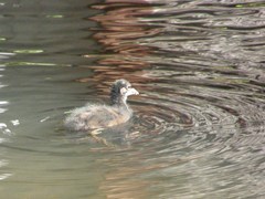 Gallinula chloropus