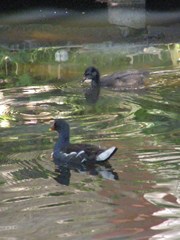 Gallinula chloropus